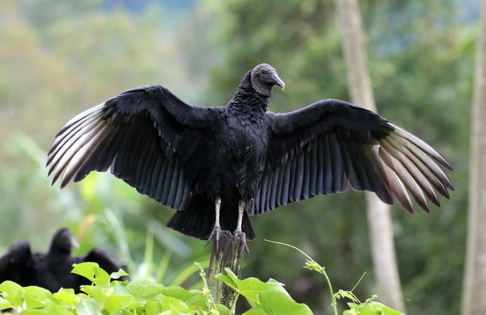 Black Vulture